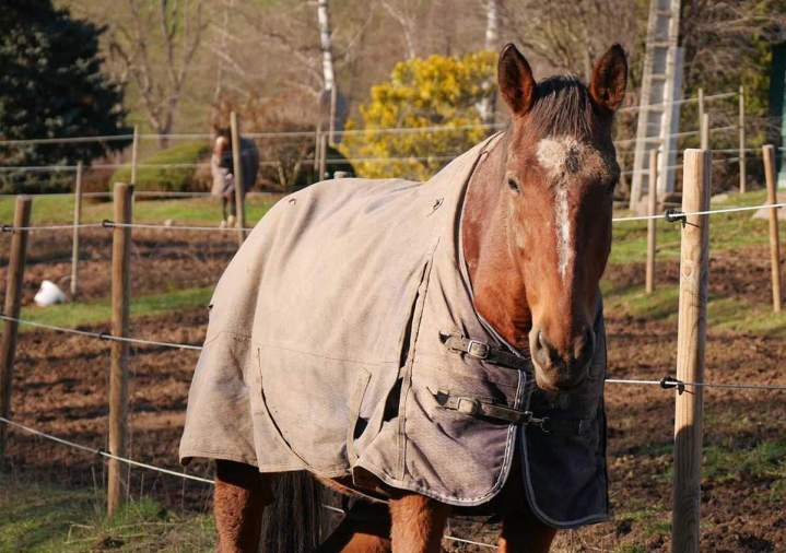 Vente de chevaux Le Rhône