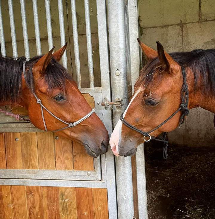 Centre de pension pour chevaux Le Rhône