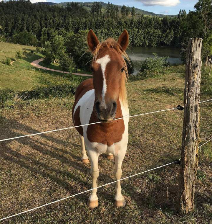 Nous élevons et vendons des chevaux.