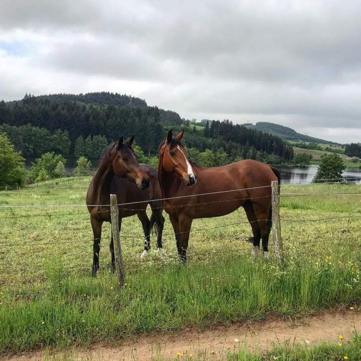 Pension pour chevaux Le Rhône