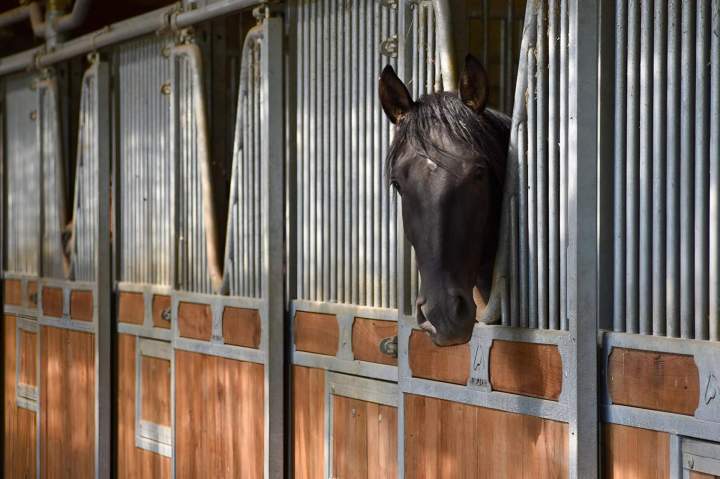 Pension pour chevaux Le Rhône
