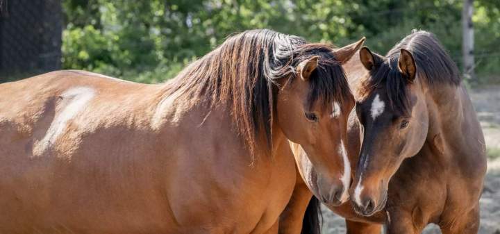 Centre d'élevage de chevaux Le Rhône
